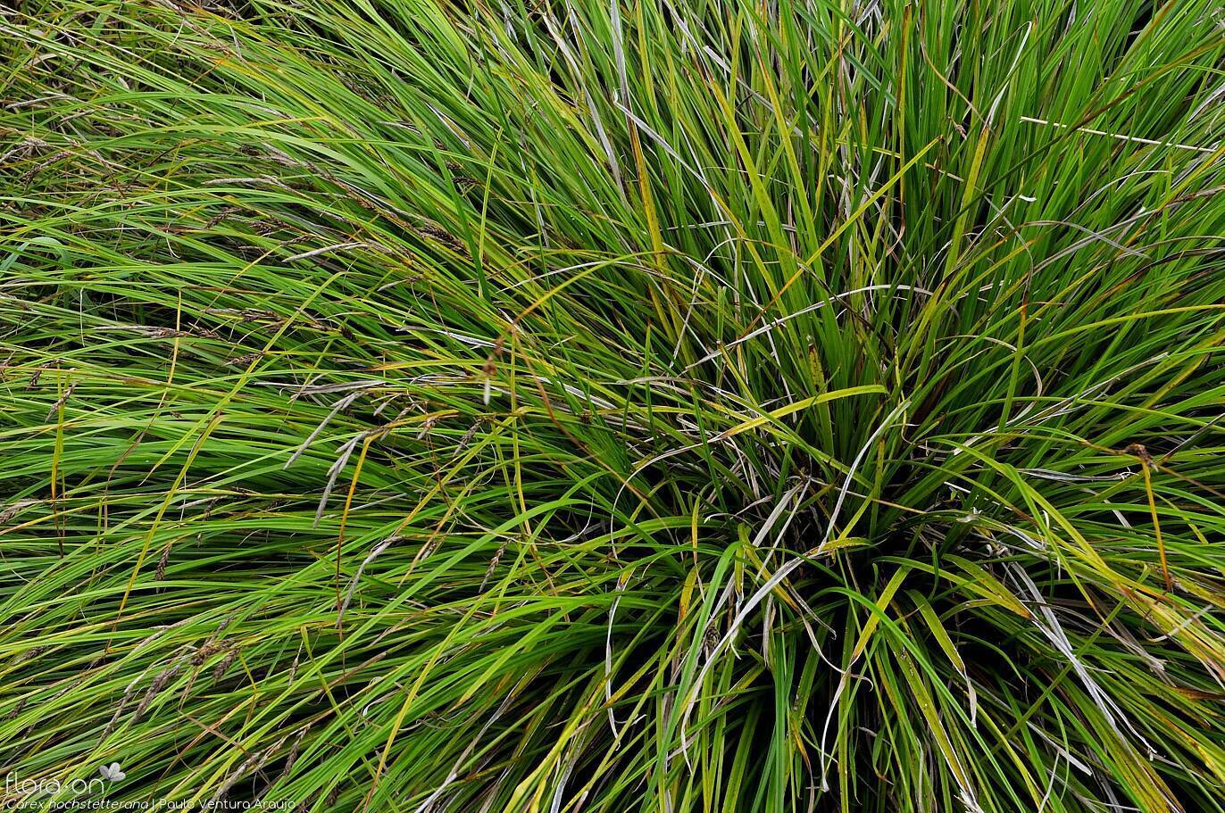 Carex hochstetterana - | Paulo Ventura Araújo; CC BY-NC 4.0