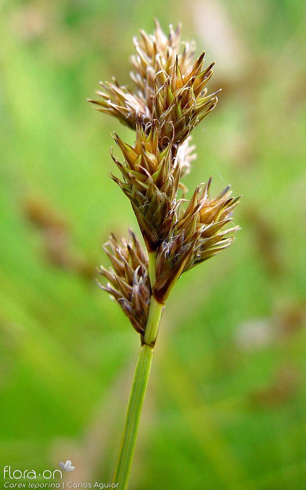 Carex leporina - Flor (geral) | Carlos Aguiar; CC BY-NC 4.0