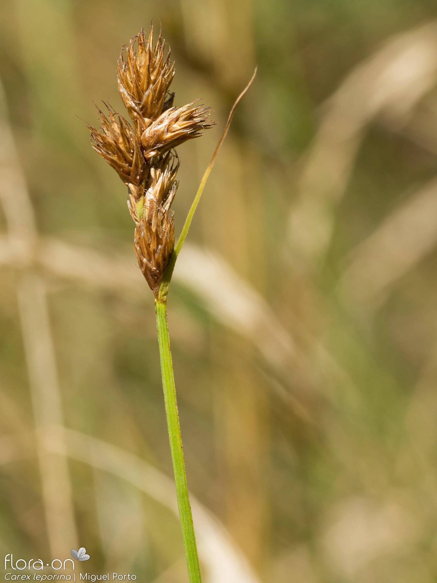 Carex leporina - Flor (geral) | Miguel Porto; CC BY-NC 4.0