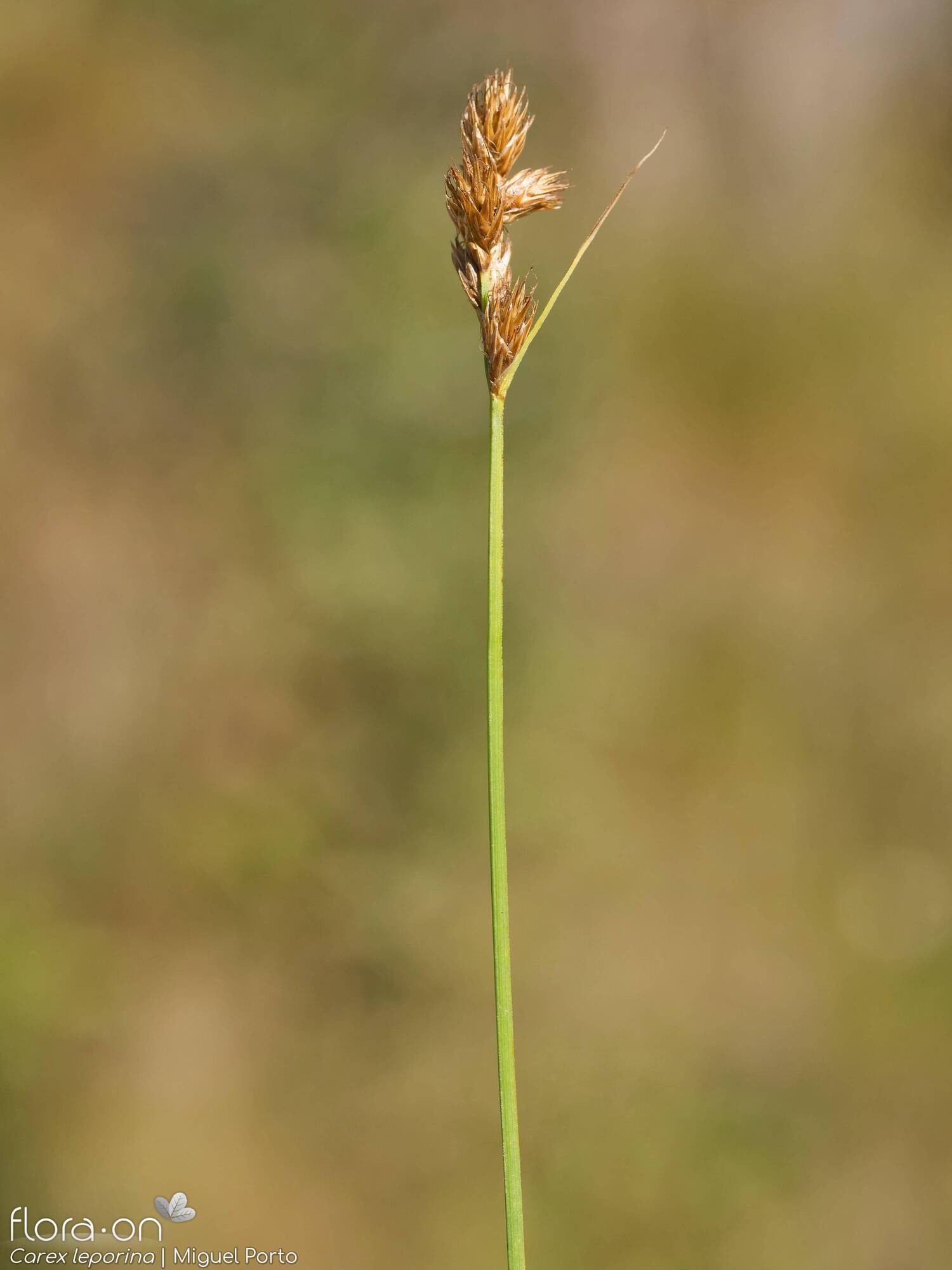 Carex leporina - Flor (geral) | Miguel Porto; CC BY-NC 4.0