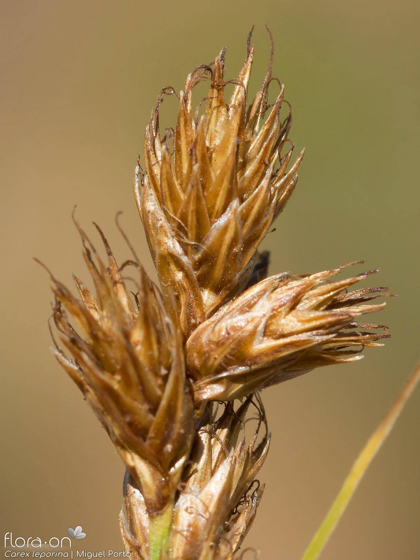 Carex leporina - Flor (close-up) | Miguel Porto; CC BY-NC 4.0