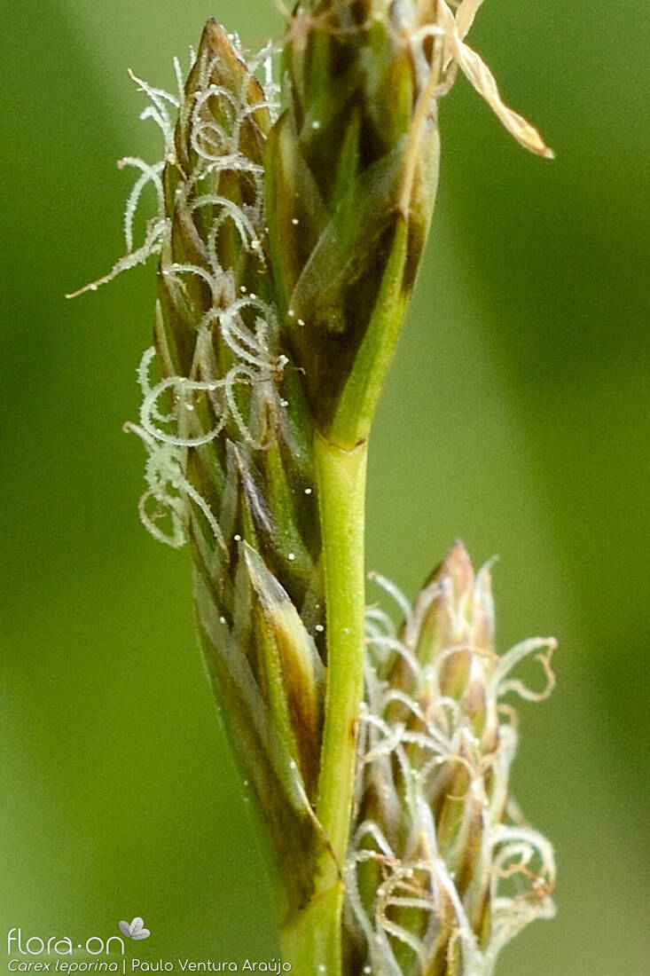 Carex leporina - Flor (close-up) | Paulo Ventura Araújo; CC BY-NC 4.0