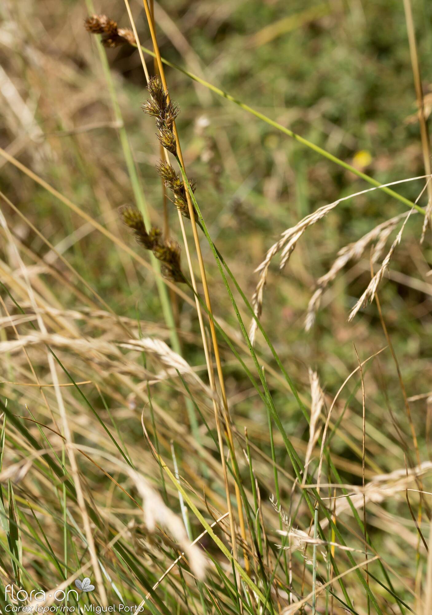 Carex leporina - Hábito | Miguel Porto; CC BY-NC 4.0