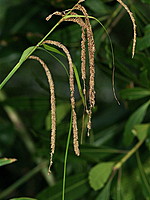 Carex leviosa
