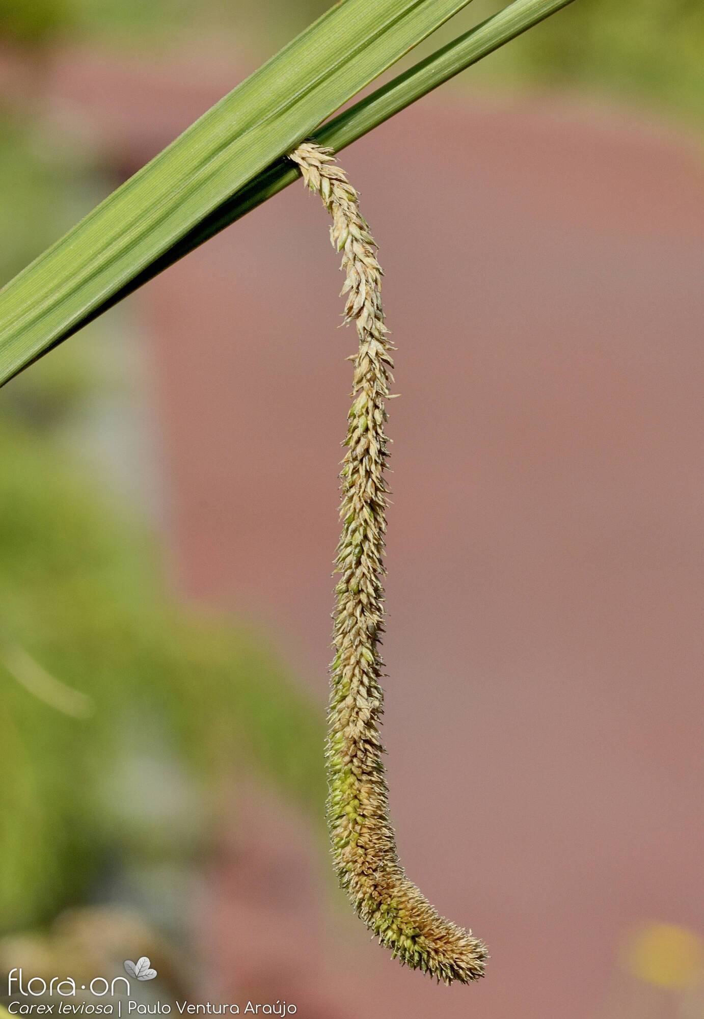 Carex leviosa -  | Paulo Ventura Araújo; CC BY-NC 4.0