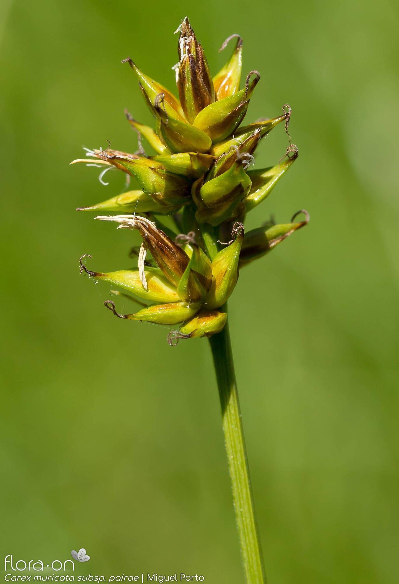 Carex muricata pairae - Flor (geral) | Miguel Porto; CC BY-NC 4.0