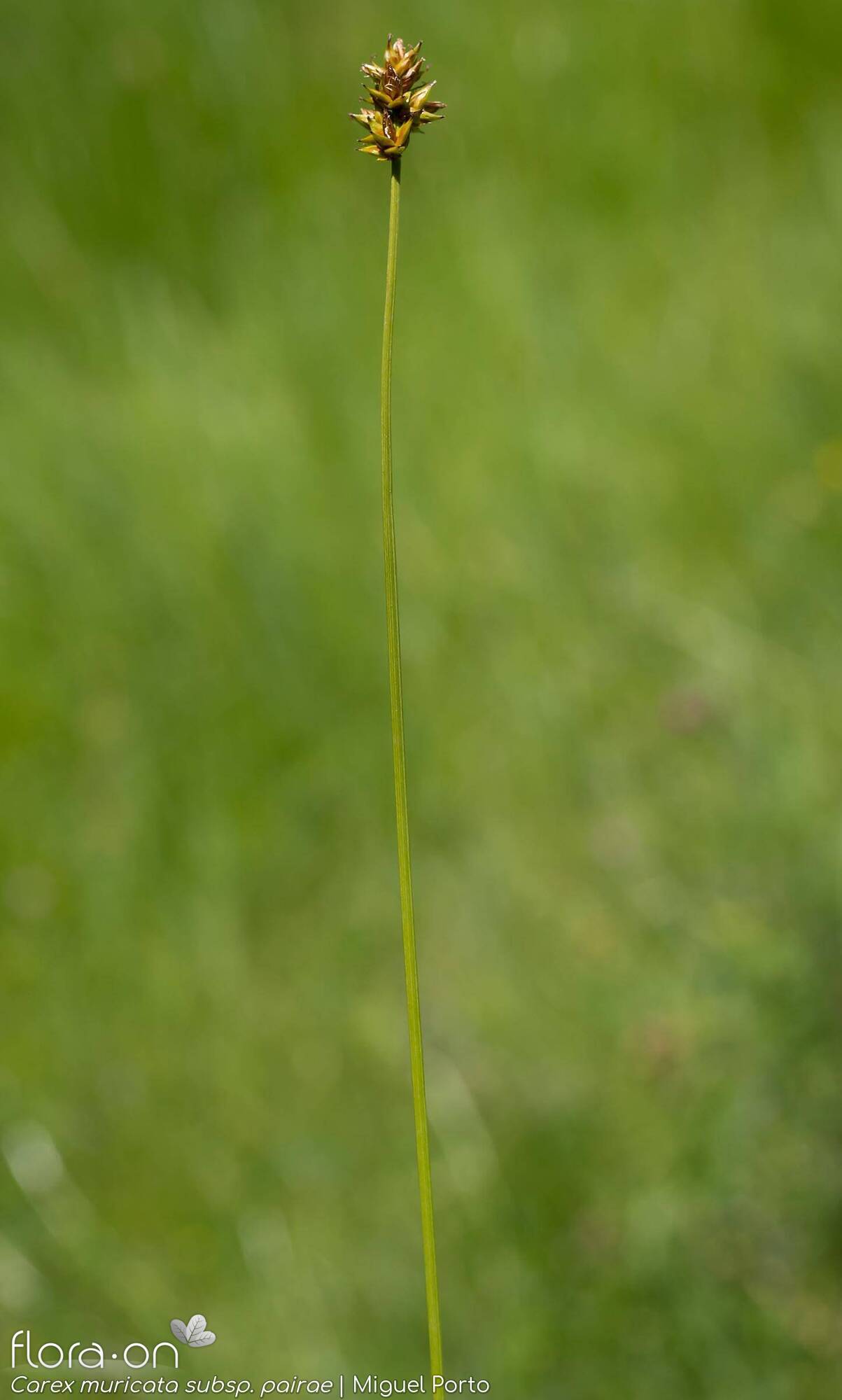 Carex muricata pairae - Hábito | Miguel Porto; CC BY-NC 4.0