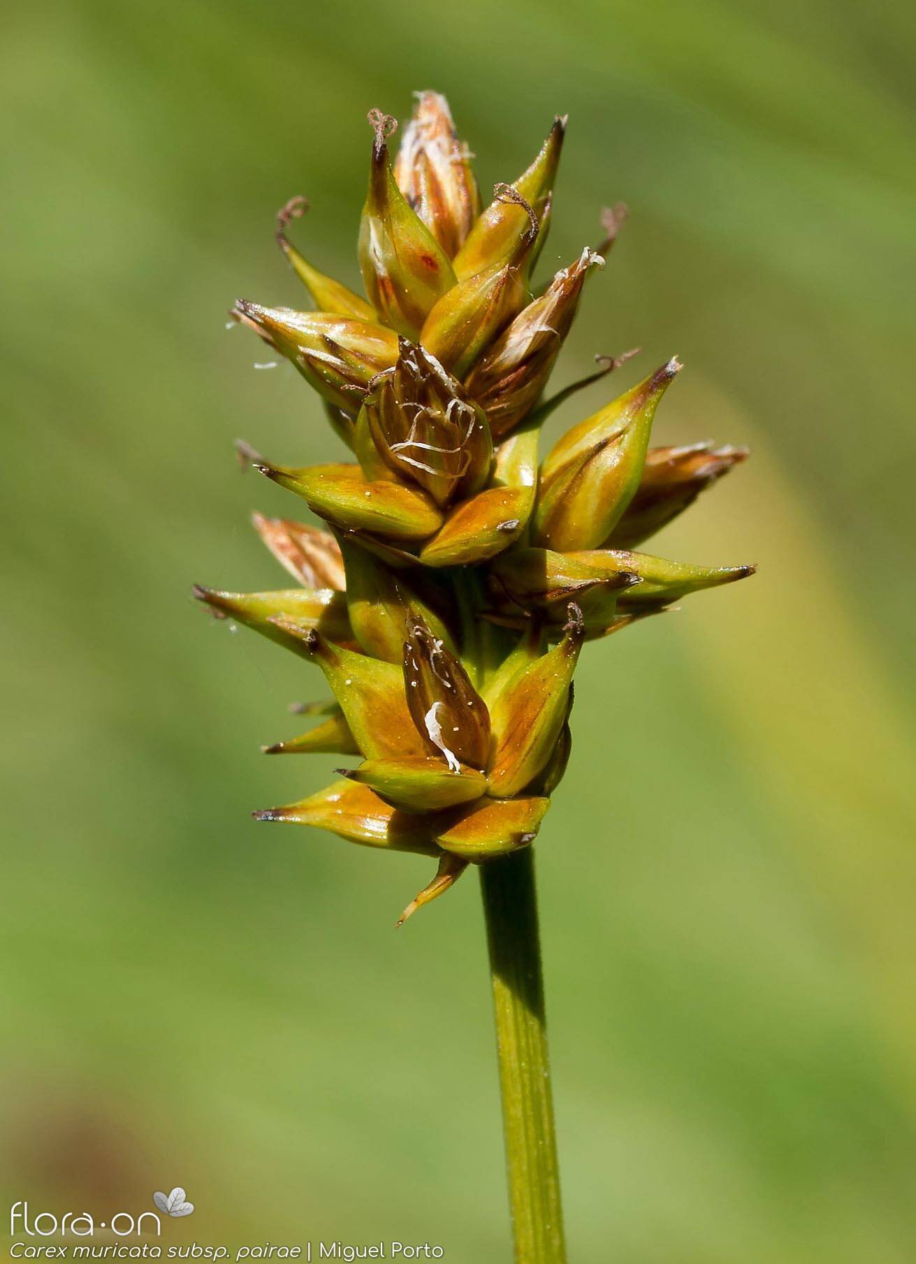 Carex muricata pairae - Flor (geral) | Miguel Porto; CC BY-NC 4.0