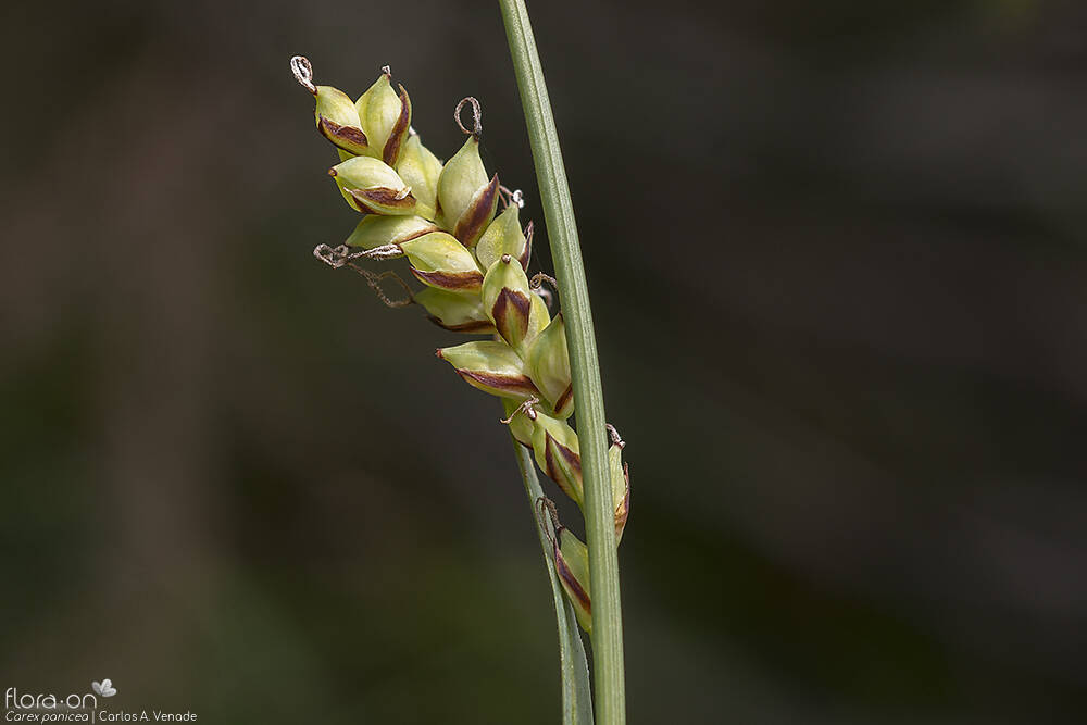 Carex panicea - Flor (close-up) | Carlos Venade; CC BY-NC 4.0