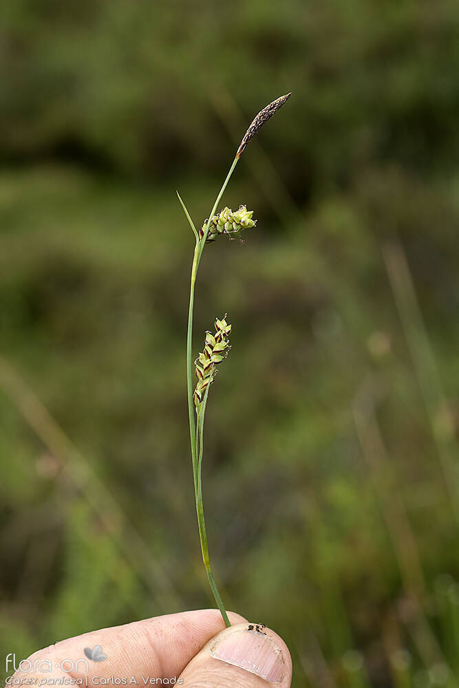 Carex panicea - Flor (geral) | Carlos Venade; CC BY-NC 4.0