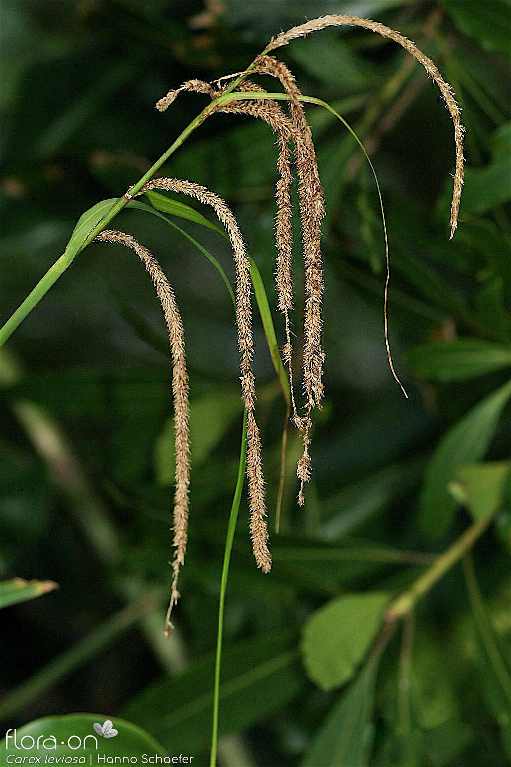 Carex pendula - Flor (geral) | Hanno Schaefer; CC BY-NC 4.0