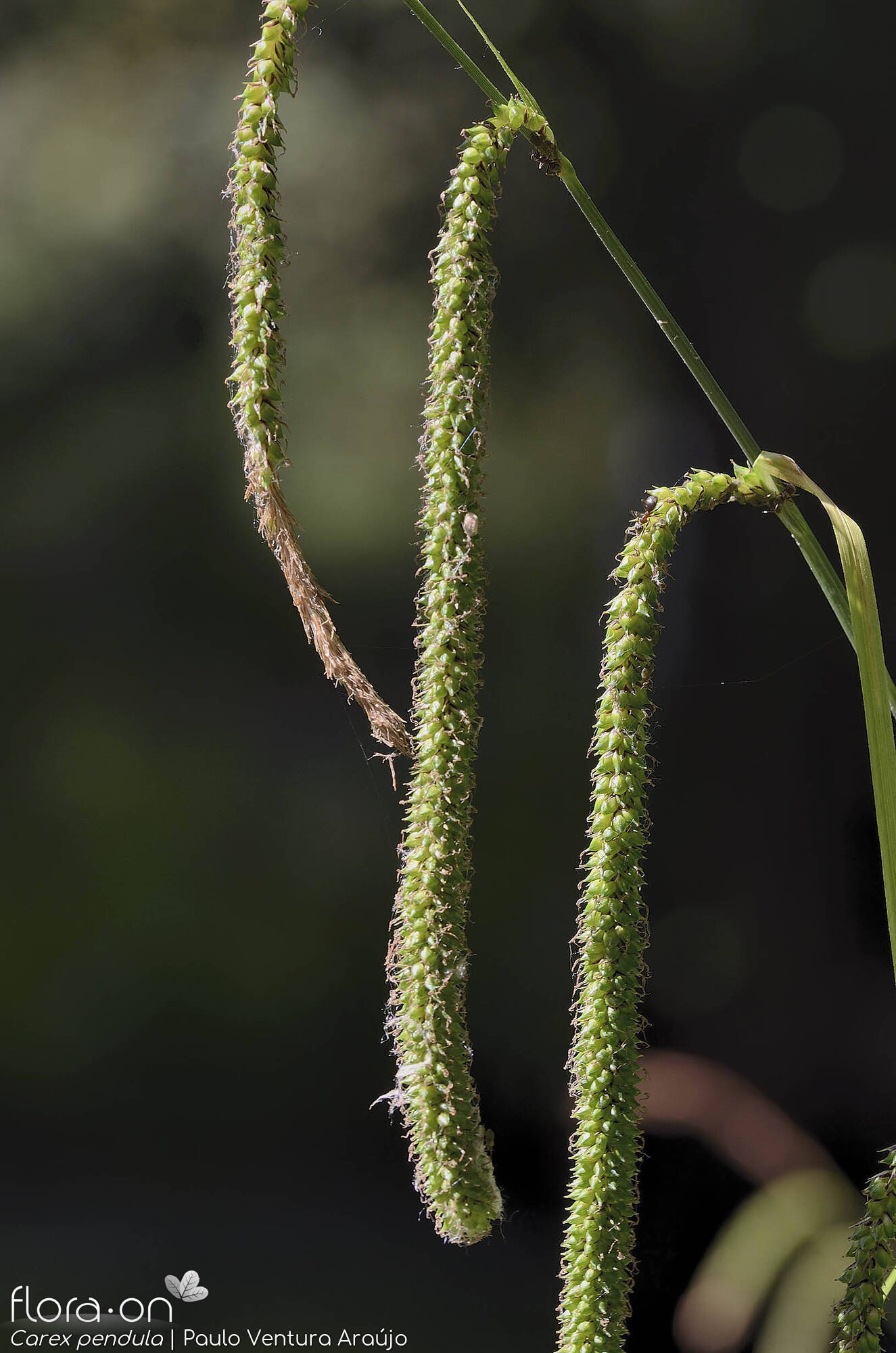 Carex pendula - Flor (geral) | Paulo Ventura Araújo; CC BY-NC 4.0