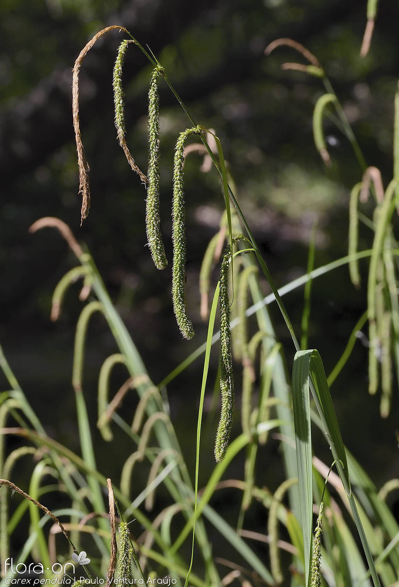Carex pendula - Flor (geral) | Paulo Ventura Araújo; CC BY-NC 4.0