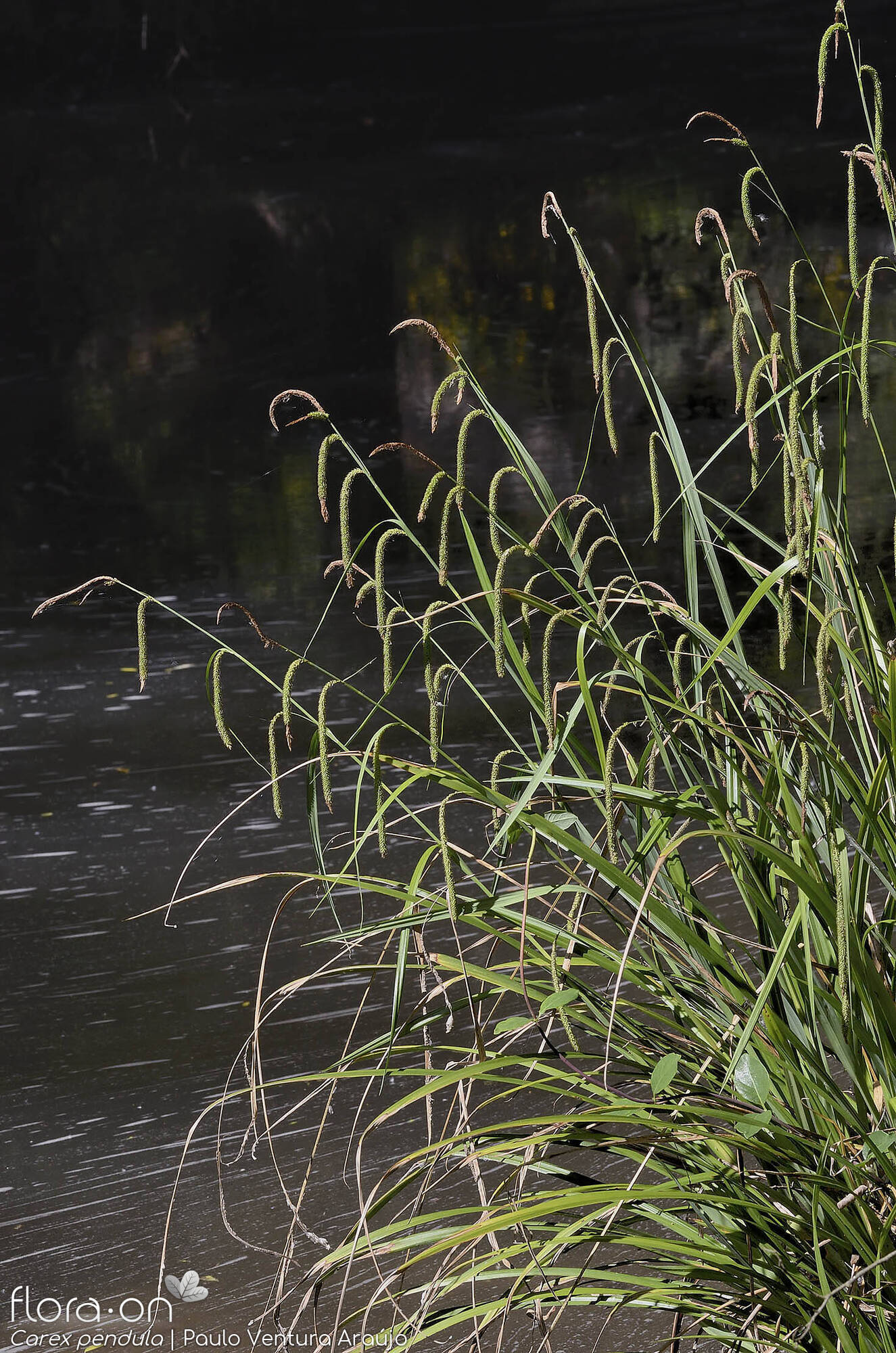 Carex pendula - Hábito | Paulo Ventura Araújo; CC BY-NC 4.0