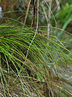 Carex peregrina