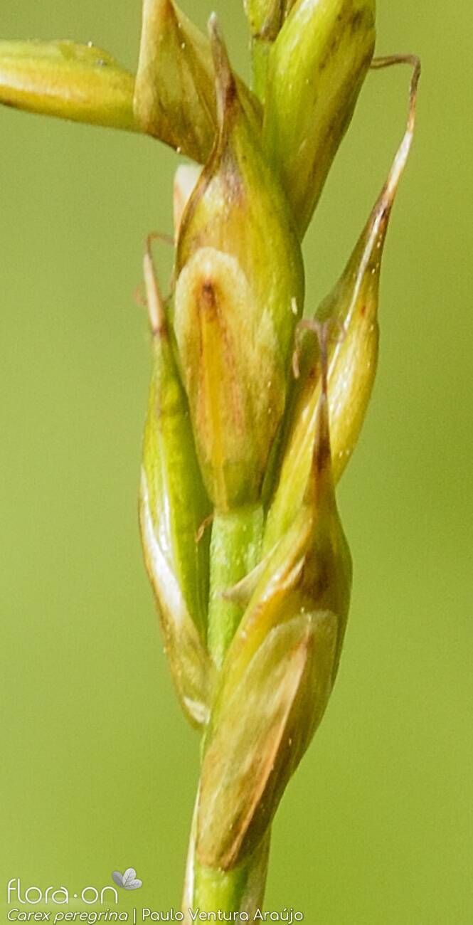 Carex peregrina -  | Paulo Ventura Araújo; CC BY-NC 4.0