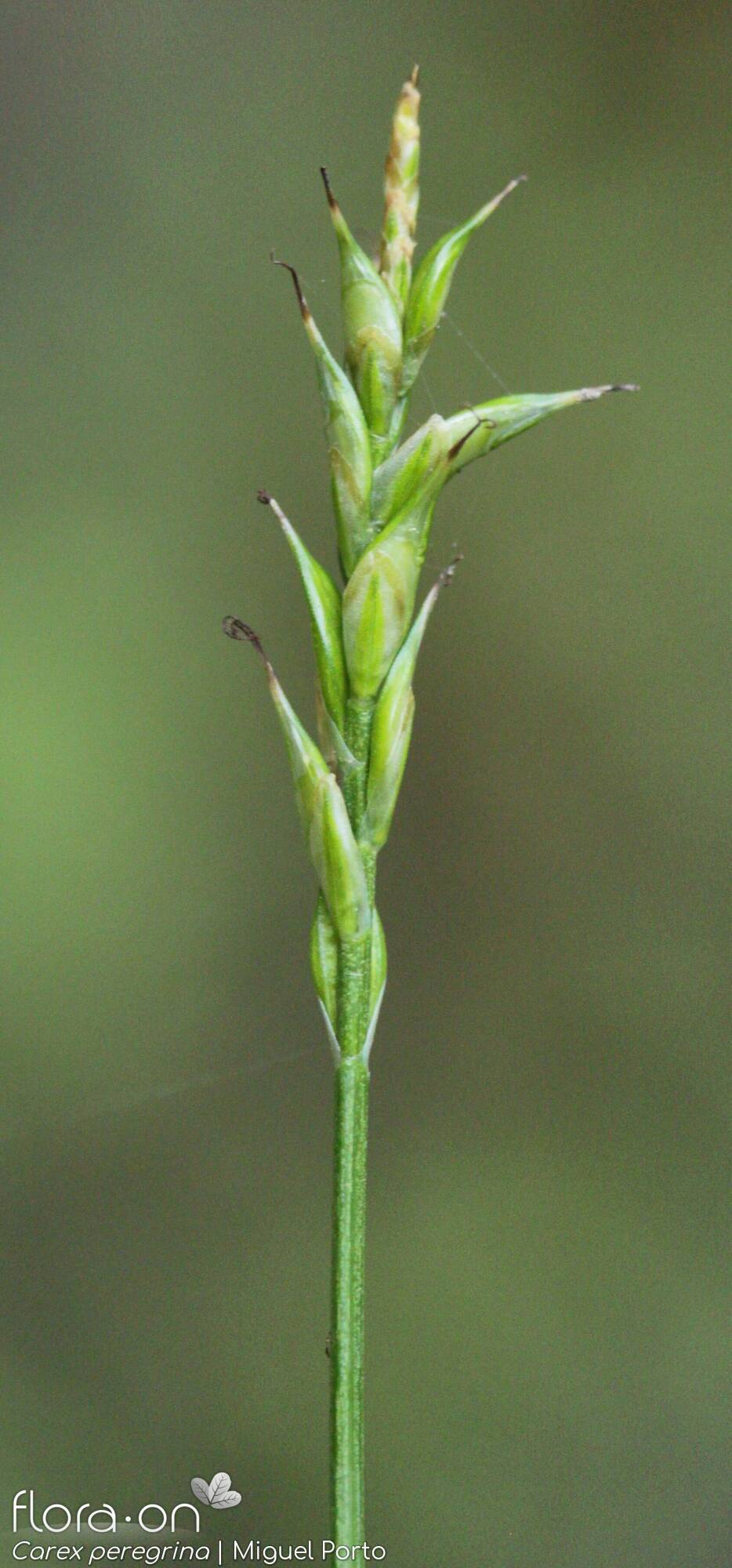 Carex peregrina - Flor (close-up) | Miguel Porto; CC BY-NC 4.0