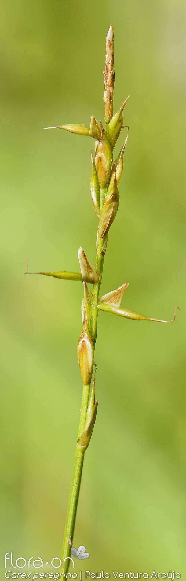 Carex peregrina - Flor (geral) | Paulo Ventura Araújo; CC BY-NC 4.0