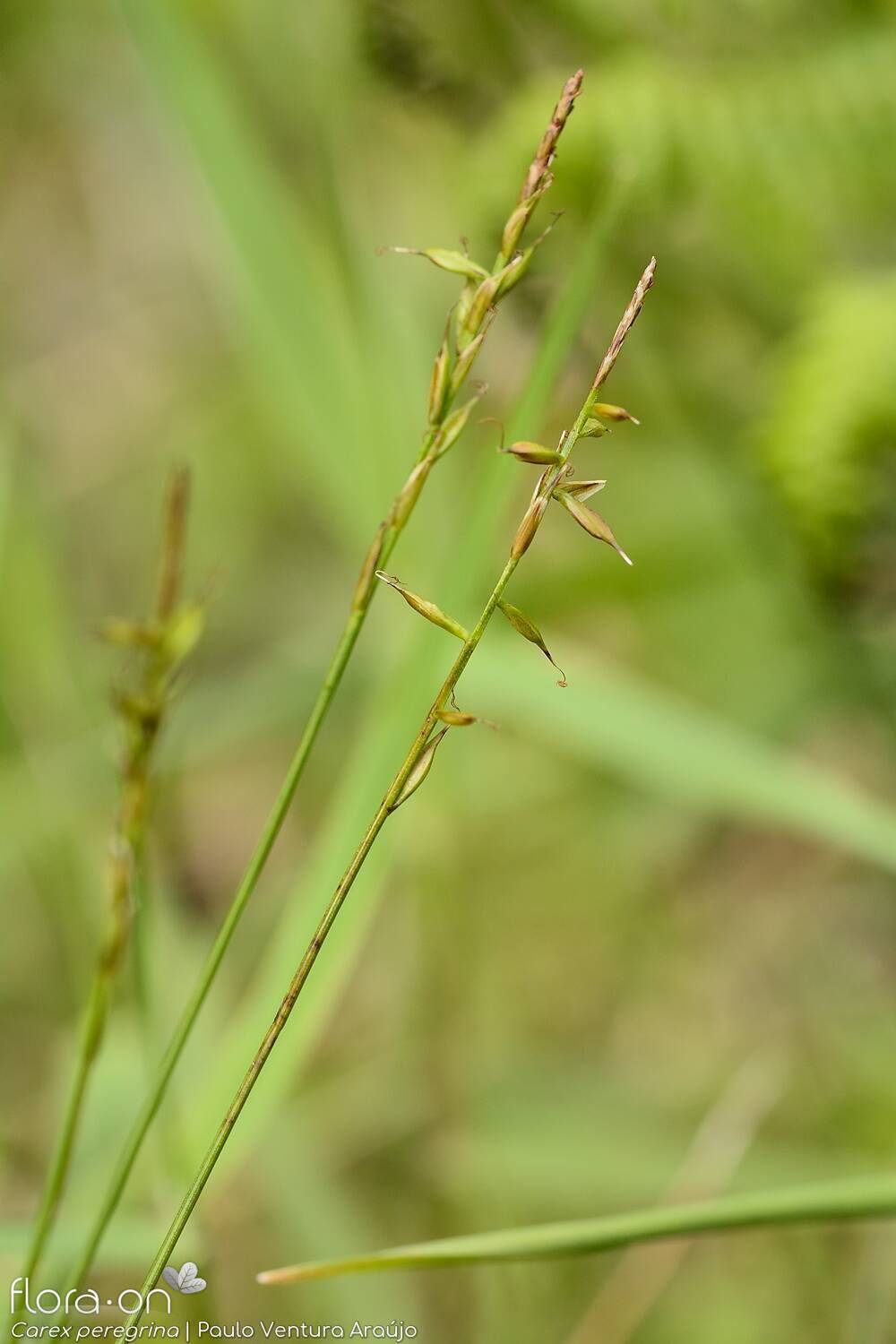 Carex peregrina - Hábito | Paulo Ventura Araújo; CC BY-NC 4.0