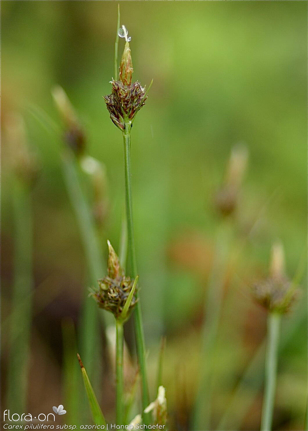 Carex pilulifera azorica -  | Hanno Schaefer; CC BY-NC 4.0