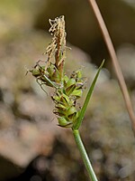 Carex pilulifera