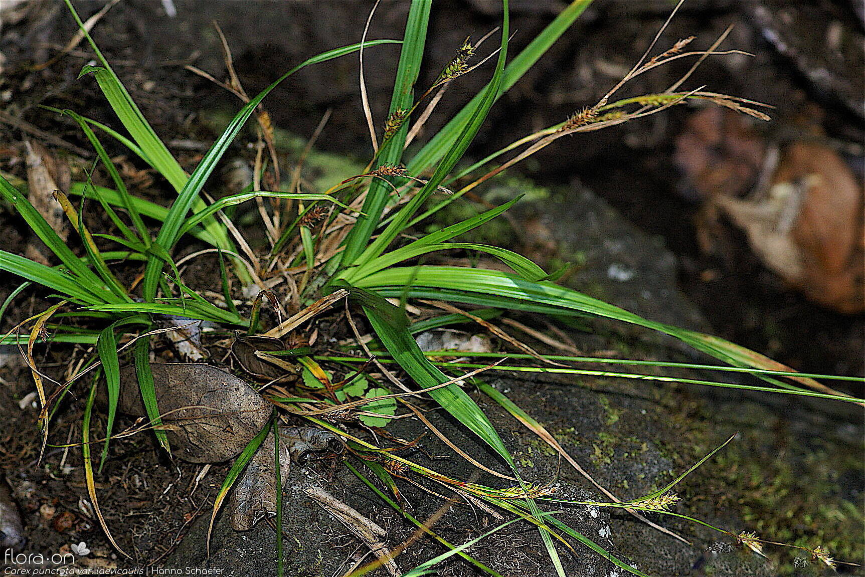 Carex punctata laevicaulis -  | Hanno Schaefer; CC BY-NC 4.0