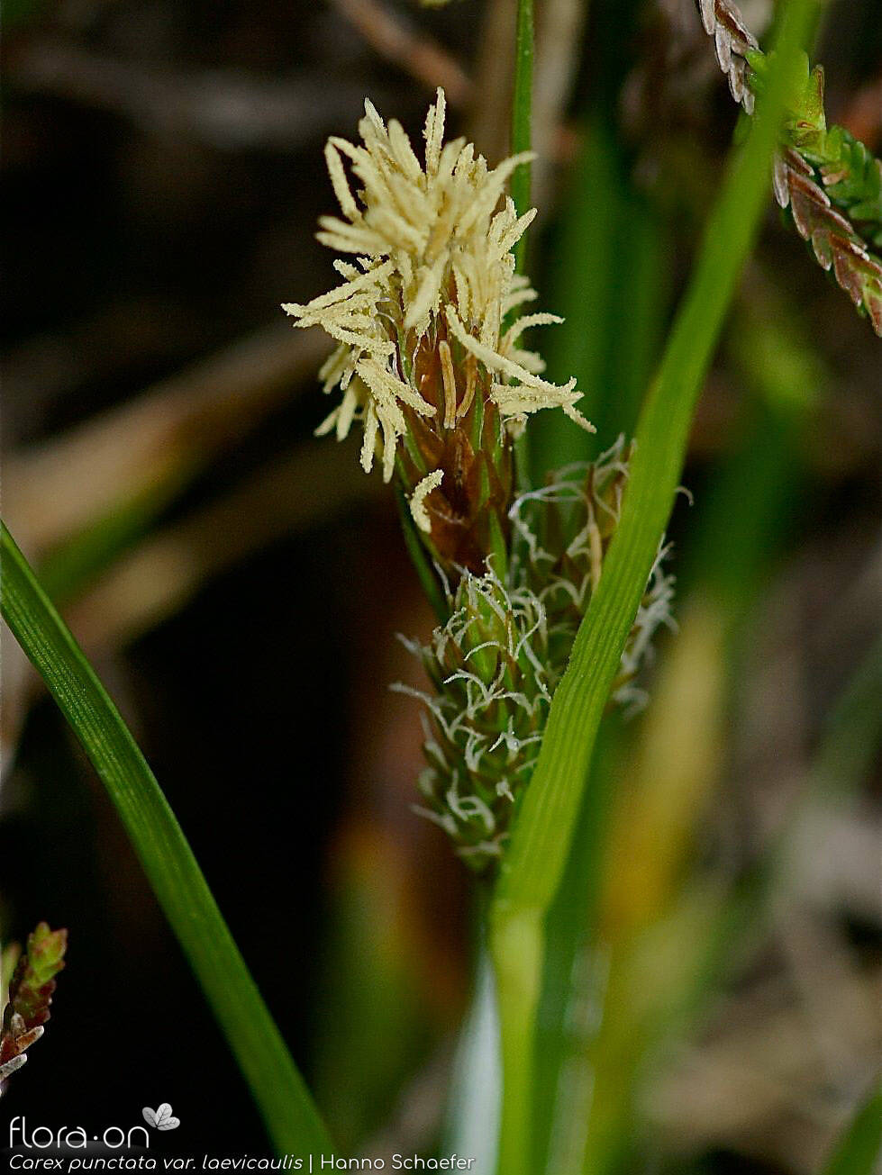 Carex punctata laevicaulis -  | Hanno Schaefer; CC BY-NC 4.0