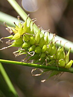 Carex vesicaria