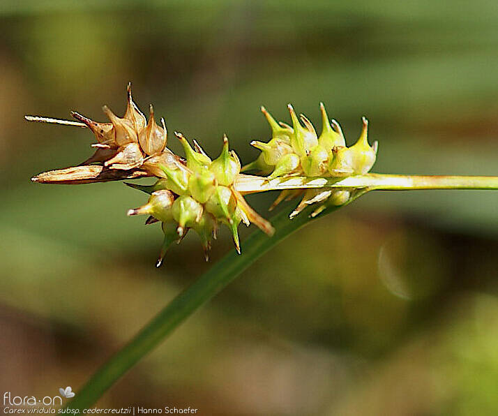 Carex viridula cedercreutzii - Flor (geral) | Hanno Schaefer; CC BY-NC 4.0