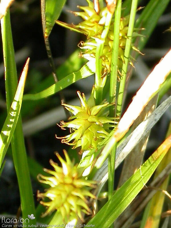 Carex viridula cedercreutzii - Flor (geral) | Hanno Schaefer; CC BY-NC 4.0