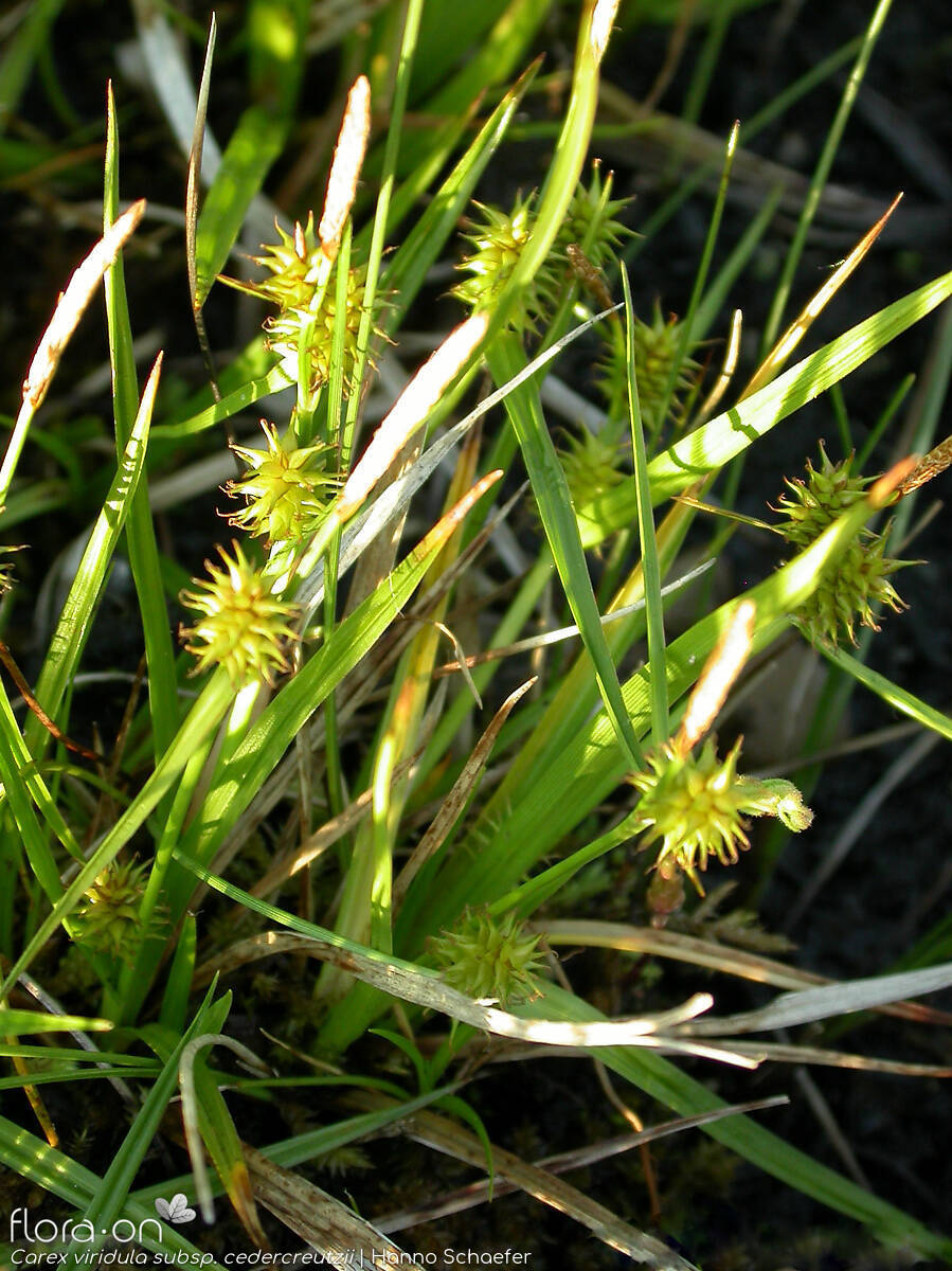 Carex viridula cedercreutzii - Hábito | Hanno Schaefer; CC BY-NC 4.0