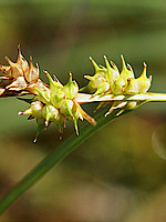 Carex viridula