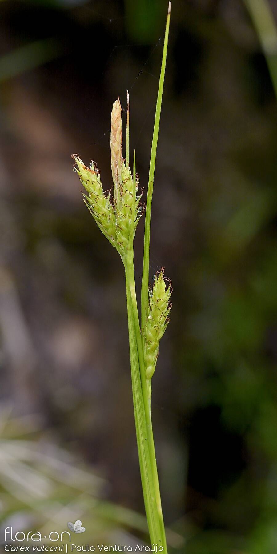 Carex vulcani