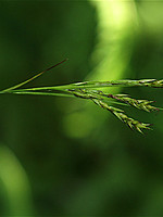 Carex vulcani