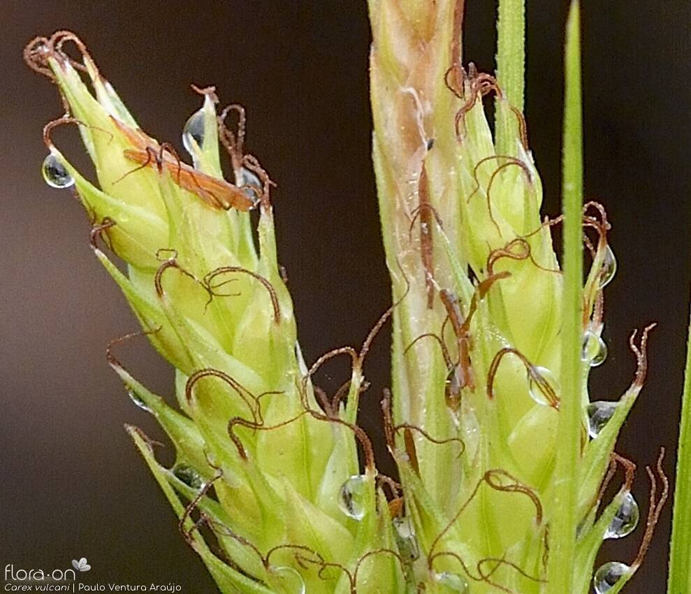 Carex vulcani -  | Paulo Ventura Araújo; CC BY-NC 4.0