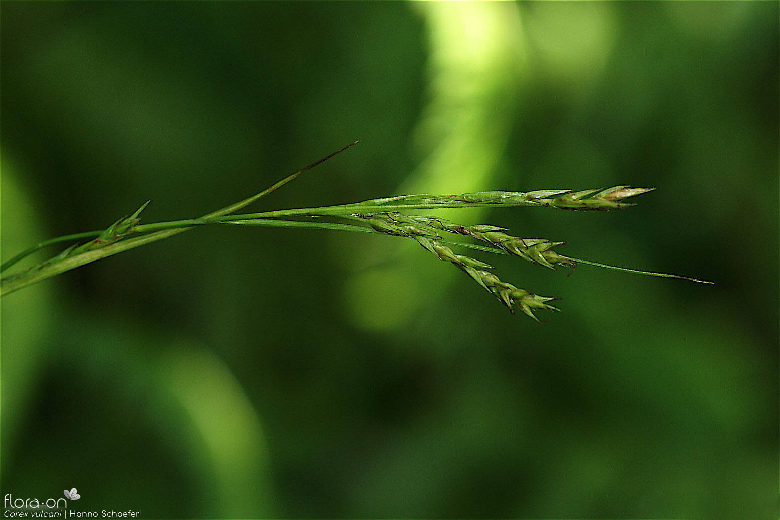 Carex vulcani -  | Hanno Schaefer; CC BY-NC 4.0