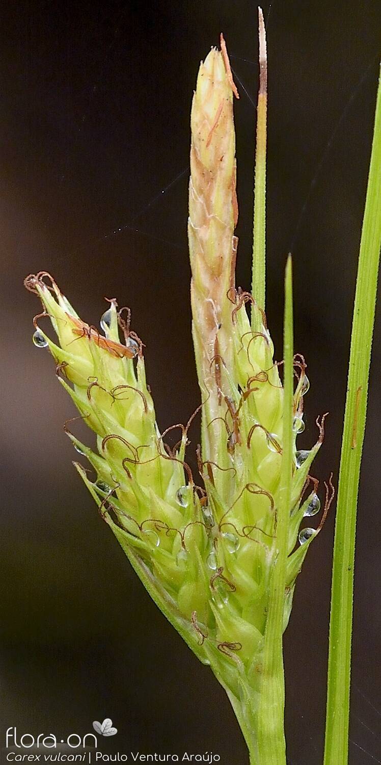 Carex vulcani -  | Paulo Ventura Araújo; CC BY-NC 4.0