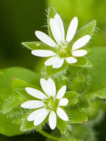 Caryophyllaceae