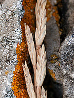 Catapodium marinum