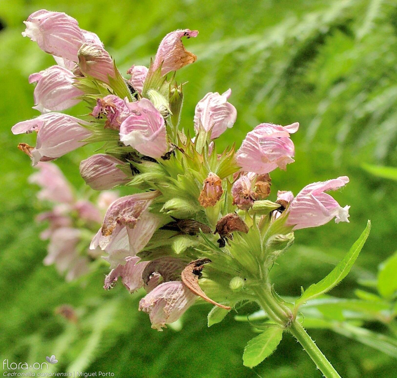 Cedronella canariensis - Flor (geral) | Miguel Porto; CC BY-NC 4.0
