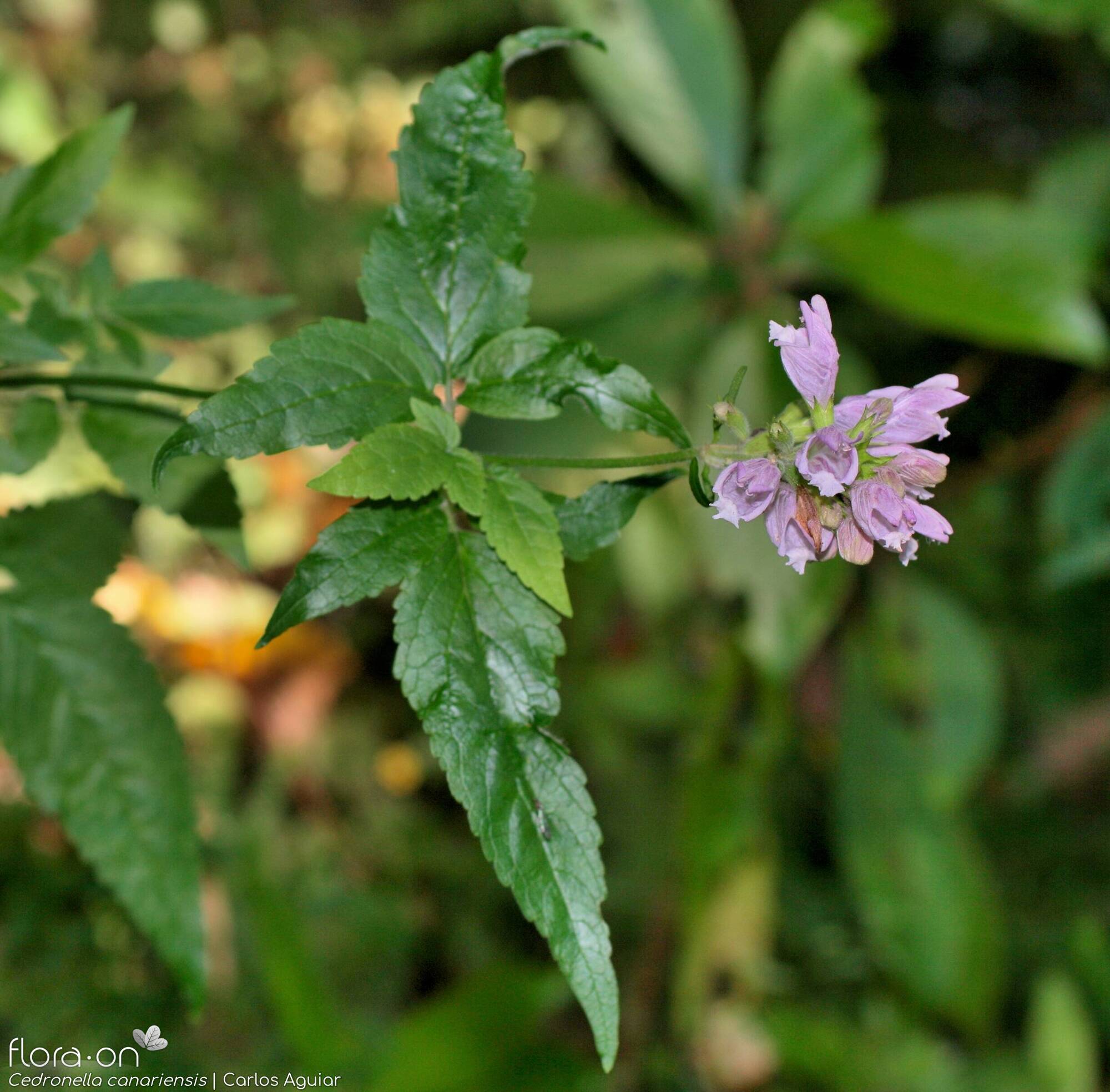 Cedronella canariensis - Flor (geral) | Carlos Aguiar; CC BY-NC 4.0