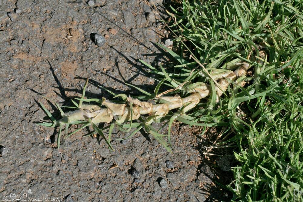 Cenchrus clandestinus