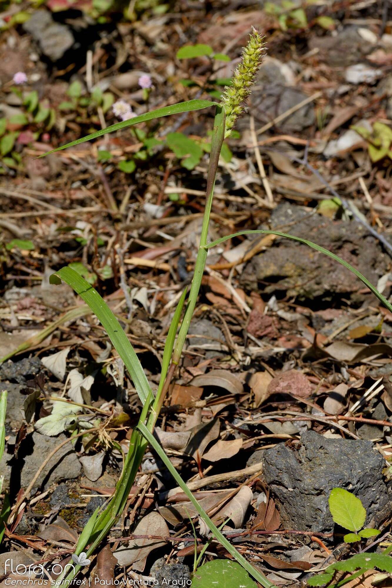 Cenchrus incertus - | Paulo Ventura Araújo; CC BY-NC 4.0