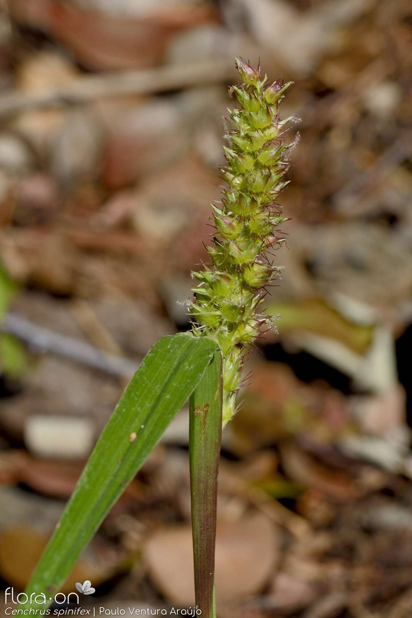 Cenchrus incertus - | Paulo Ventura Araújo; CC BY-NC 4.0