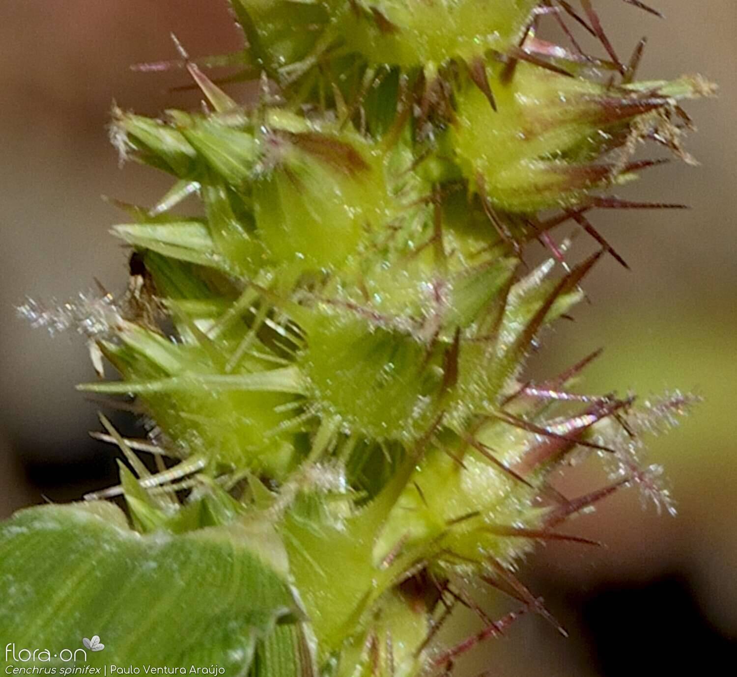 Cenchrus incertus - | Paulo Ventura Araújo; CC BY-NC 4.0