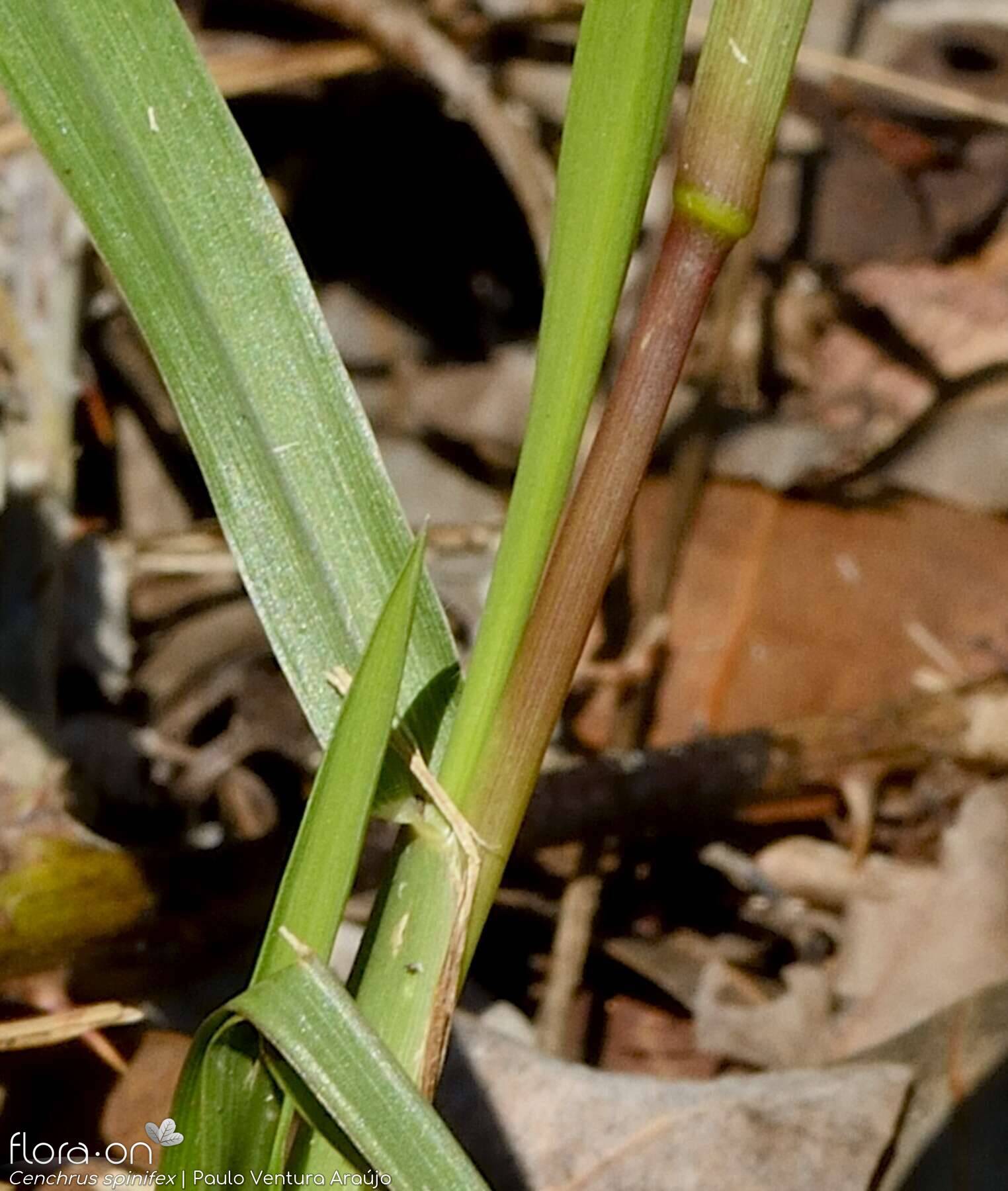 Cenchrus incertus - | Paulo Ventura Araújo; CC BY-NC 4.0
