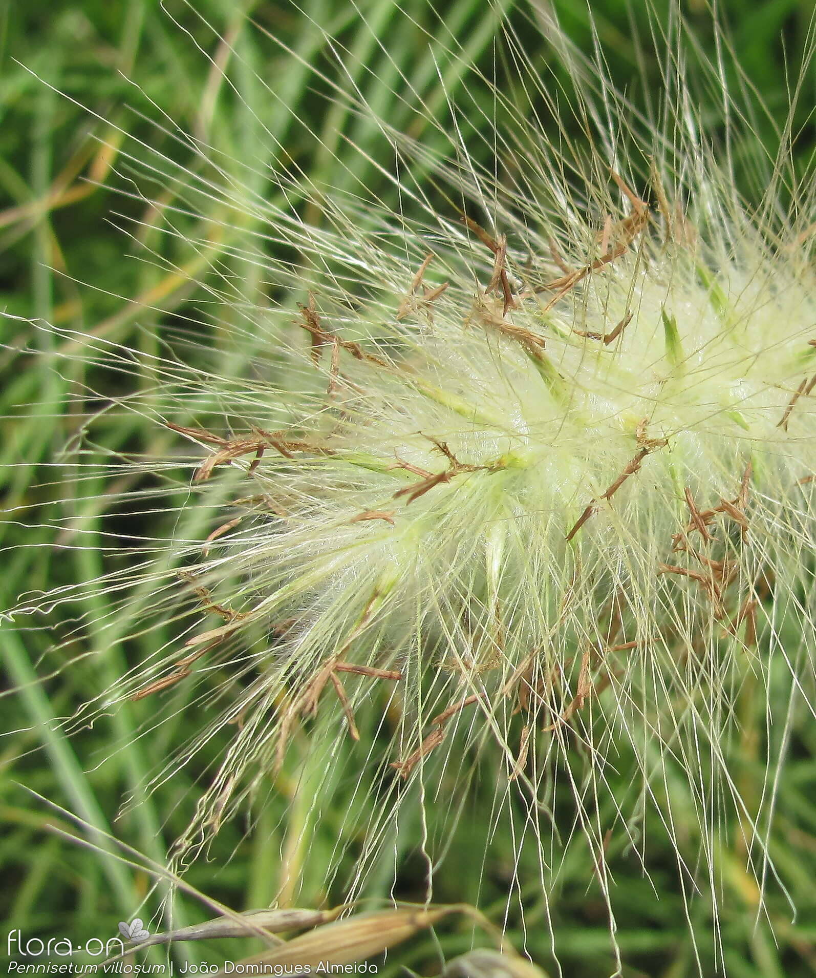Cenchrus longisetus - Flor (close-up) | João Domingues Almeida; CC BY-NC 4.0
