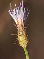 Centaurea cordubensis
