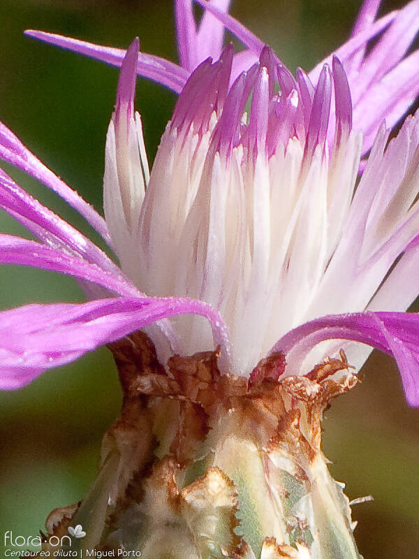 Centaurea diluta - Flor (close-up) | Miguel Porto; CC BY-NC 4.0