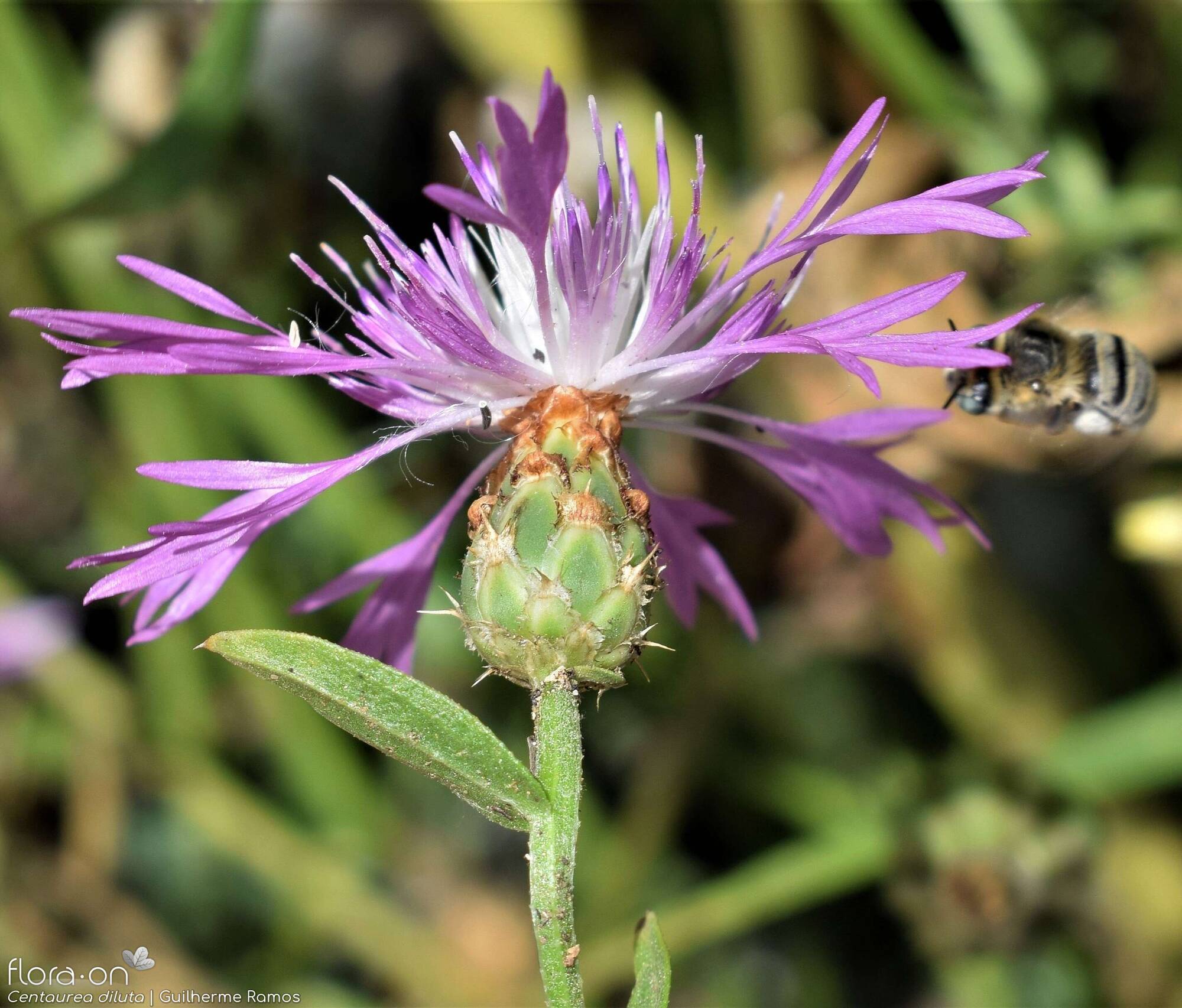 Centaurea diluta - Capítulo | Guilherme Ramos; CC BY-NC 4.0